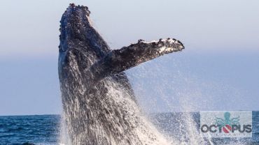 Avistamento de Cetáceos - Baleias, golfinhos e toda fauna da Ilhabela